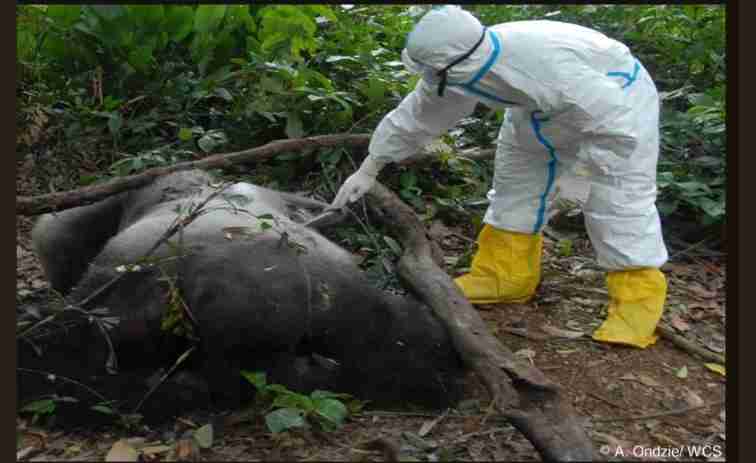 Global Health Experts Urge Urgent Action to Prevent Future Pandemics Where They Begin