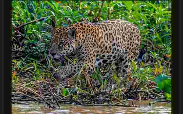 New Study Maps Jaguar Corridors Across the Americas, Reveals Previously Unknown Wildlife Routes From Mexico to Argentina
