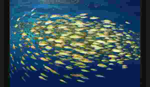 Launch of Caribbean Biological Corridor’s 30x30 Plus Marine Action Plan Marks Major Milestone in Multi-Country Ocean Conservation