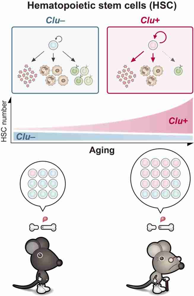 Aging Hematopoietic Stem Cells: Clusterin Marks Aging Shift Toward Myeloid and Platelet Production in Stem Cells