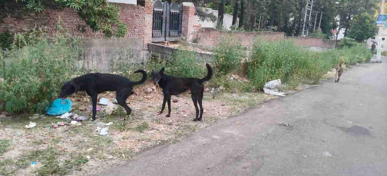 Stray Dog Menace In Bathendi