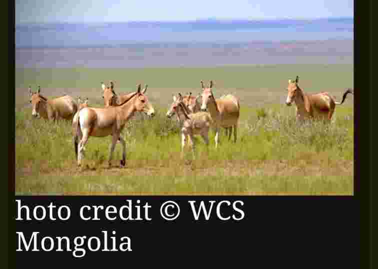 Asiatic Wild Ass Returns to Eastern Mongolia After 65-Year Absence
