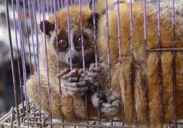 International Alliance Against Health Risks in Wildlife Trade Report Highlights Human Health, Economic, Animal Welfare, and Biodiversity Risks