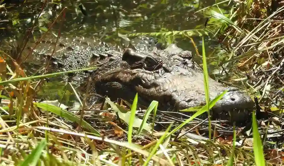 Community-Led Conservation in Laos Is Bringing One of the World’s Rarest Crocodiles Back from the Brink
