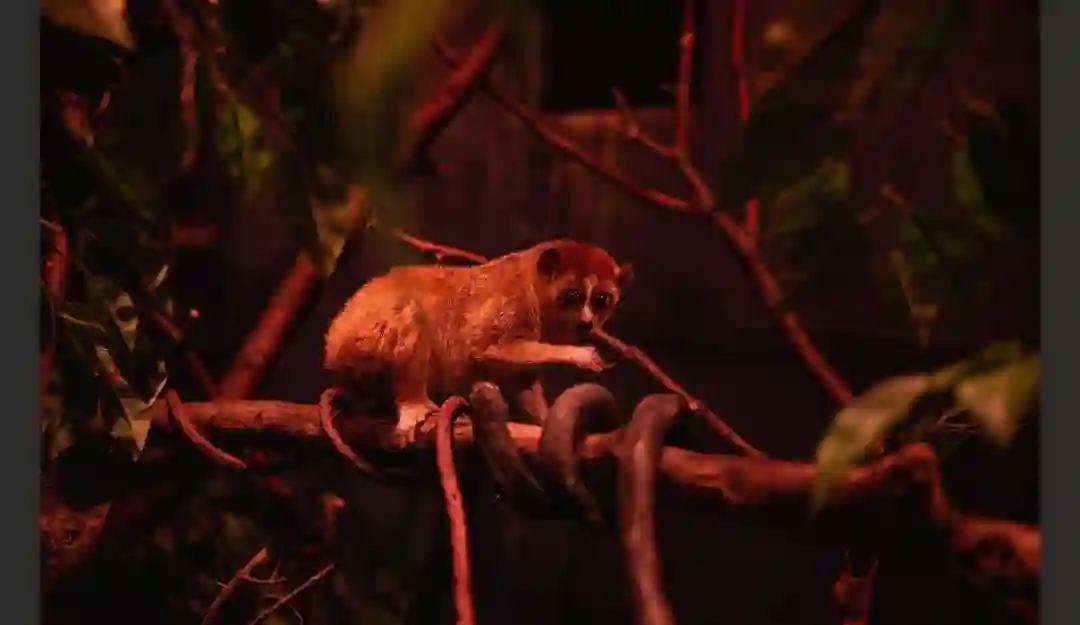 Baby On Board! Bronx Zoo Announces Birth of Endangered Primate: Pygmy Slow Loris