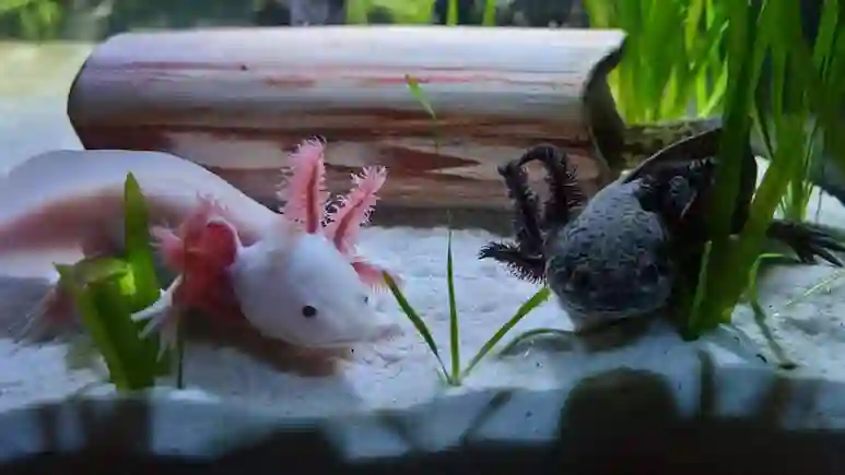Axolotls Salamander That Never Grows Up Can Regenerate A Crucial Immune Organ: Study