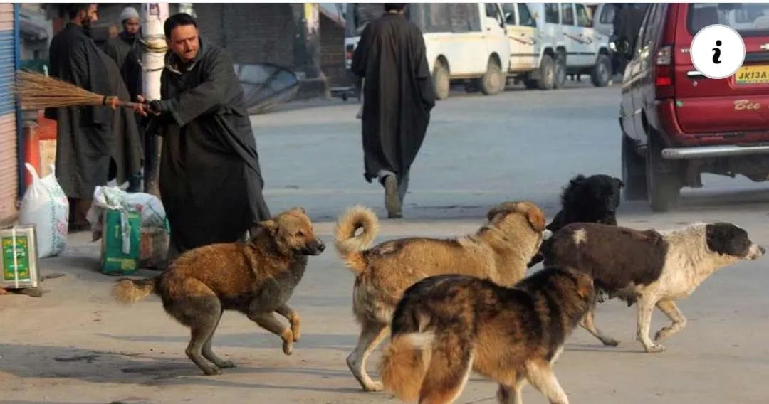 Srinagar Faces Escalating Dog Bite Crisis Over 4,000 Cases in Six Months