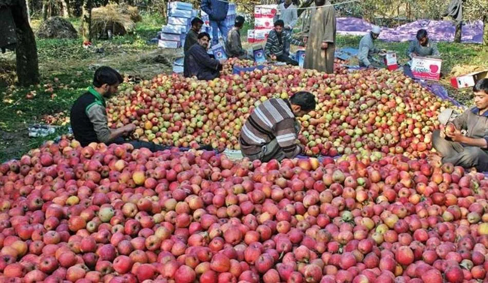 Iranian Apple Influx Spurs 40% Drop in Demand for Kashmiri Apples, Growers Appeal to PM Modi for Intervention