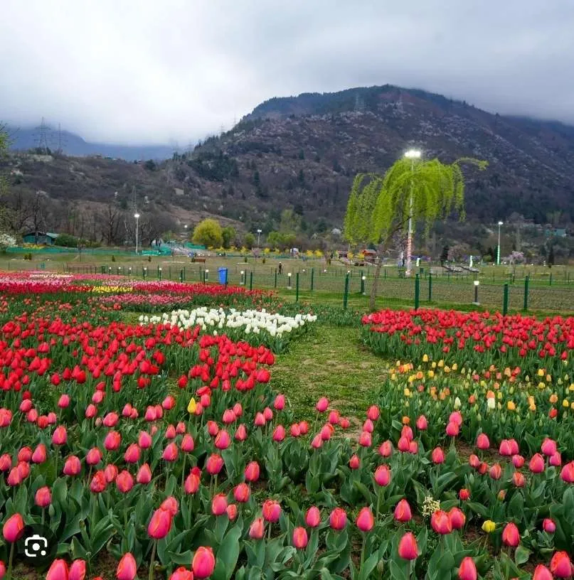Srinagar Tulip-Garden to Bloom with 1.7-Million-Beauties