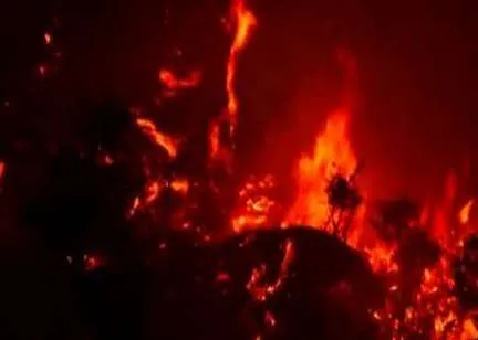 Udhampur: Kaldi forest engulfed in flames for last three days, forest resources destroyed