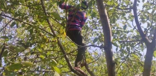 Man Dies After Falling From Walnut Tree in Kupwara