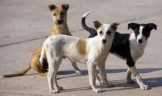 Stray Dog mauls 70-year-old man to death, injures four others in Budgam