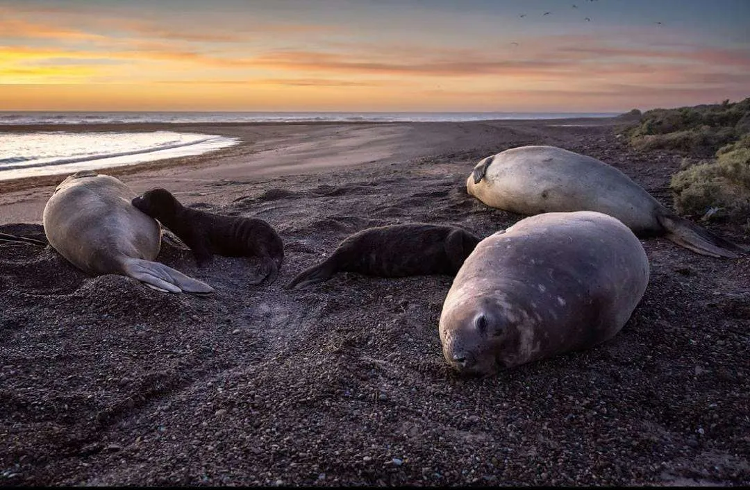 Elephant Seal Colony Declines One Year After Avian Flu Outbreak