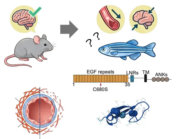 How Zebrafish Might Be Key to Unlocking Treatments for CADASIL ?