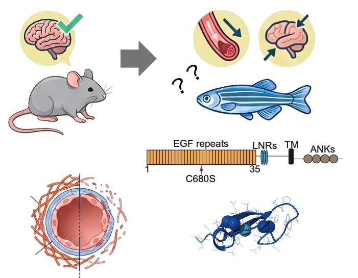 How Zebrafish Might Be Key to Unlocking Treatments for CADASIL