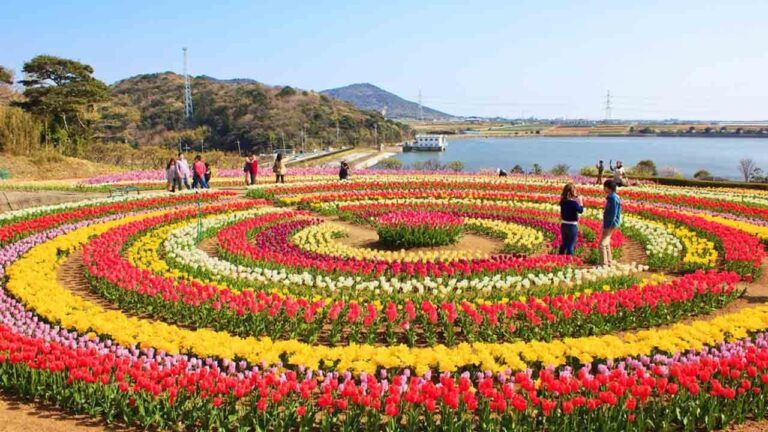 Srinagar Tulip Garden Sees Record Rush, Over 2.25 Lakh Visitors So Far