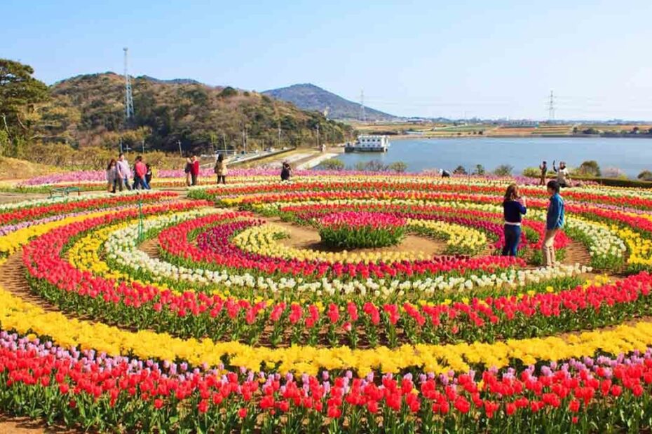 Srinagar Tulip Garden Sees Record Rush, Over 2.25 Lakh Visitors So Far