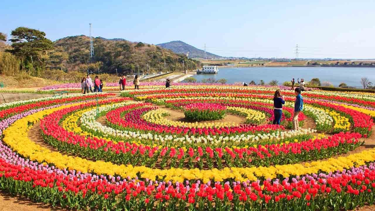 Srinagar Tulip Garden Sees Record Rush, Over 2.25 Lakh Visitors So Far